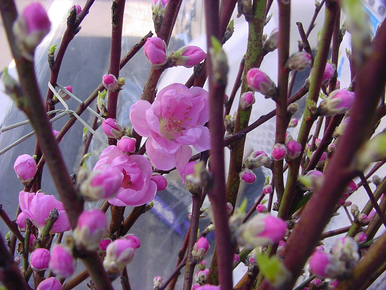 DSC00390.JPG